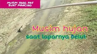 Mancing Belut Musim Hujan, Pakai Joran di Tambak Sidoarjo