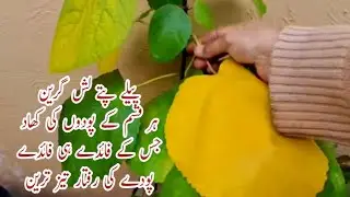 Fertilizer for Faster Growth l All Purpose Organic Fertilizer | Fertilizer for Lush Green Leaves