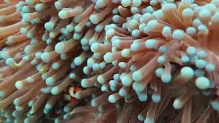 Ratu Laut Liveaboard in Raja Ampat