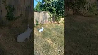 Wait for it 🤭 Rabbit Binky | Happy Bunny #rabbitplaying #rabbit #binky