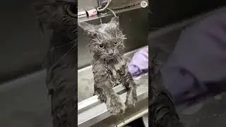 Испытание &laquo;Попробуй не засмеяться&raquo; 😜😼 Подборка смешных и милых видео с котиками: 100 коротких рол...