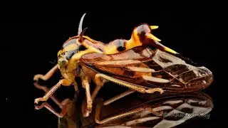 Wasp mimic Treehopper from Ecuador