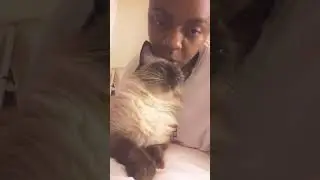 Cutest Siamese cat showing affection
