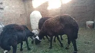 أسئلة المربين والرد عليهم