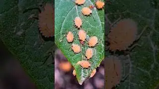 Stampede of orange shield bug nymphs Playa del Carmen Mexico Caribbean insect life #nature #explore