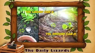 LIZARD CAM | LIZARDS EATING INSECT | Anoles Eating Bugs | Videos About Lizards | Funny Lizard Videos