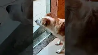 The Dog Is Trembling With Fear From The Cat 😃