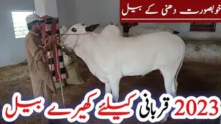 Kheery Bail for