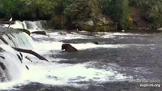 Jumping Salmon Boogie Days 2019