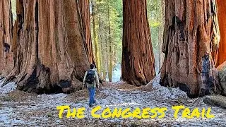 Hiking the Congress Trail In Sequoia National Park