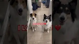 I LOVE YOU 😘 #iloveyou #sheltie #bordercollie #collie #lassie #goodmorning #thursday #funnydogs