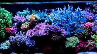 Reef tank - system with NP-reducing BioPellets.