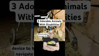 3 Adorable Disabled Animals #disability #dog #turtle #goat #lego #accessibility