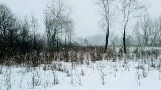 The roe deer. 3 косули:видео для внимательных.Промелькнули, пробежали. Купянский район.