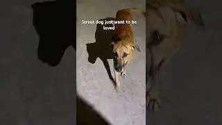 #doglove #streetdog #savedogs #straydog #babies #love #dogs #yt #ytshorts #trendingshorts #doglife