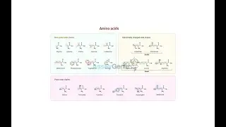 Amino Acids Functions, Roles, and Structures