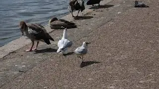 Quarrelling Black-Headed Gulls