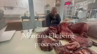 Montana Elk meat processing