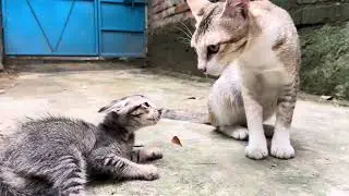 Cat Fight Begins! Kitten vs Adult Cat &ndash; Who Wins? #cat #catvideos #viral