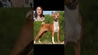 Breed Types of Ancient Egyptian Dogs ~ Dogs of Ancient Egypt ~ Part 3