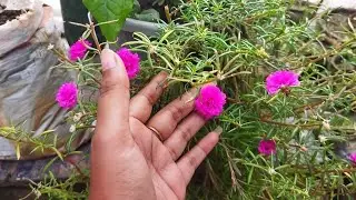 good evening guys... sobai ki kor6o