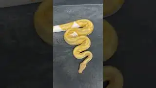 Lavender albino pied aka Dreamsicle vs candy pied&hellip;..which one do you think takes the win?