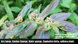 pill-bearing spurge, asthma plant, hairy spurge, garden spurge, pillpod sandman.