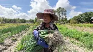 HMONG INSPIRING CHANNEL: Hmong Florida Moved from Michigan for the Good Weather & Prospered Farming