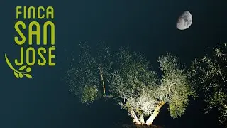 Aceites Finca San José - Campaña 2021