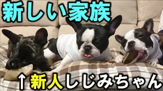 今まで言ってませんでしたが実はこの３匹で暮らしていました【フレンチブルドッグ・ボストンテリア】