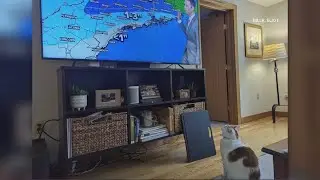 Even if he's forecasting storms and clouds, cats still love Todd Gutner