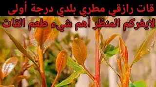 قات رازقي مطري بلدي درجة أولى لايغركم المنظر أهم شيء طعم القات تصوير وإخراج أخوكم/عبده الرازقي