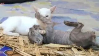 Cute kittens play  and they play chase with each other 