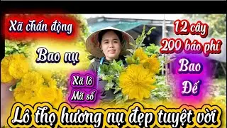 28-12-2025☎️0375 655 366📲mai chơi Tết giá rẻ xã 20k đủ loại giống mã số rẻ đến giật mình 