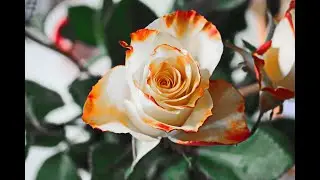 Bonne fête à tous les mamans.