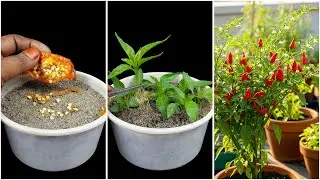 Seed to plant method | Growing chili plant at home from seed