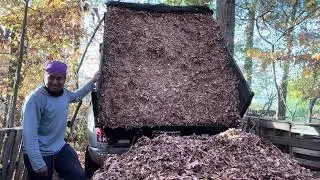 Fall clean ups, dumping leafs 