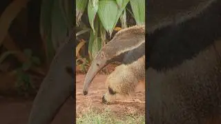 Aardvark 🕵️&zwj;♂️ The Mysterious Snout Sniffer!#WildlifeWonders #shorts