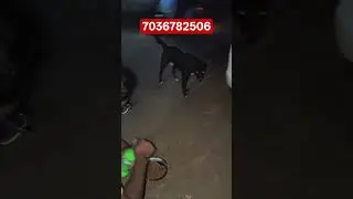 7036782506 మీకు తోచినంత సహాయం చేయండి#feedingstreetdogs#doglover#rescuedogs#adoptstrays#shortsviral&hearts;️
