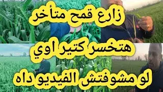 رش هام جدا للقمح المزروع متأخر ومعاملات هامه قبل ما تخسر المحصول بتاعك معاملات هامه جدا للقمح