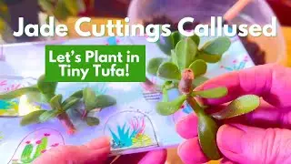 Jade Cuttings Are Callused Ready to Plant