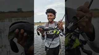 dark black snakehead fishing 🎣 #snakehead #fishing #fish