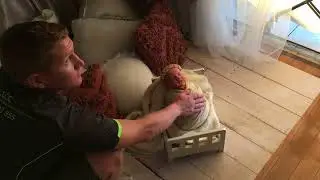 Live newborn photography session: posing a baby in a prop and parents posing &hearts;️
