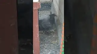 Pigeon with Yellow 🟡 Spots near Eyes