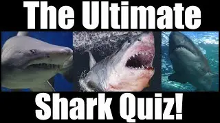 The Ultimate Shark Quiz! How many questions will you get right?