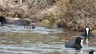 Black-necked Grebe, Svasso piccolo (Podiceps nigricollis)