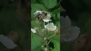 Ожина сиза, або звичайна (Rubus caesius)