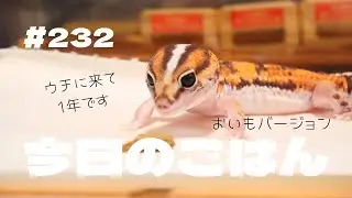 【ニシアフ】自由奔放なおいも君、もうすぐ1年。