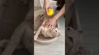 Собираем шерсть)