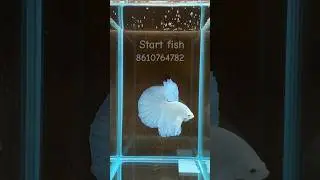 full moon  betta fish  full  White colour betta fish ... #trending #shorts #shortvideo